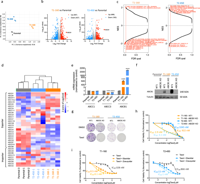 Fig. 2: RNA sequencing results of SUM159PT Taxol-resistant cells and characterization of ABCB1-upregulated phenotype.