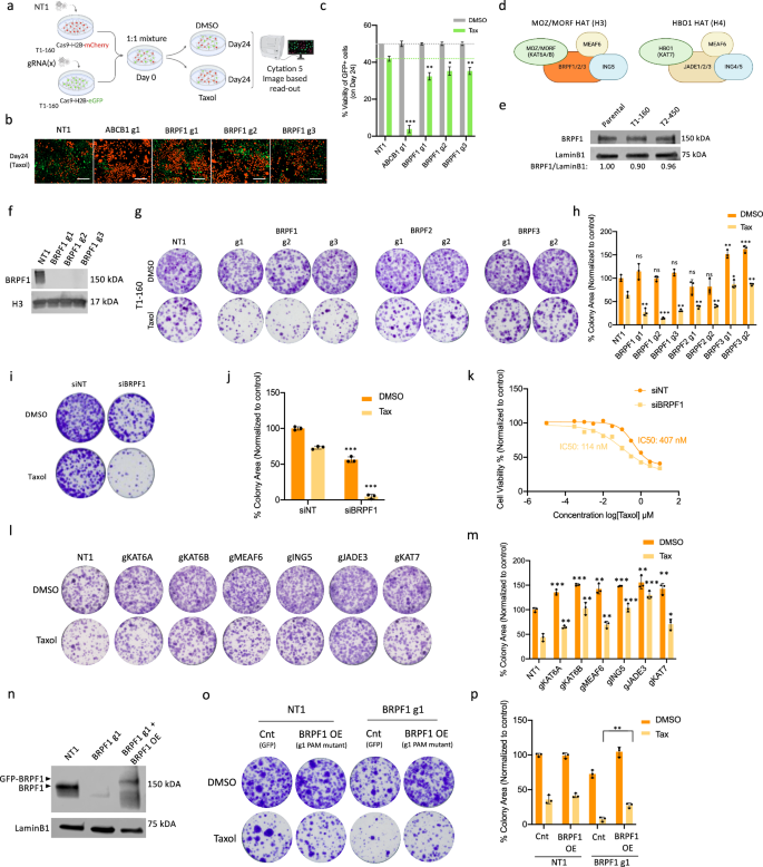 Fig. 4: Genetic perturbation of BRPF1 sensitizes Taxol-resistant T1-160 cells.