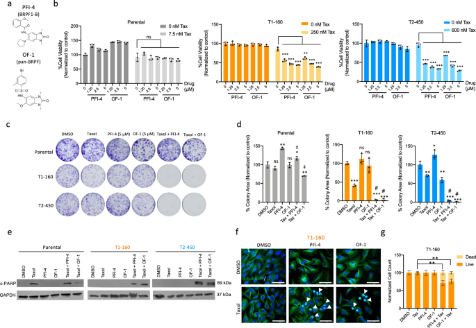 Fig. 5: Chemical probe library screens reveal BRPF1 inhibitors as Taxol sensitizers.