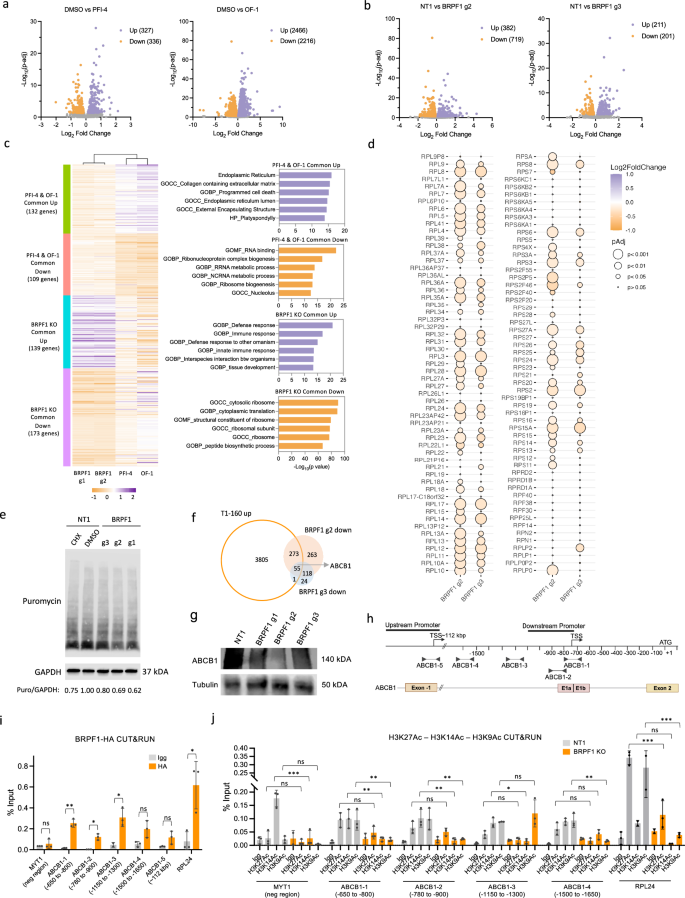 Fig. 6: Transcriptomic changes caused by BRPF1 inhibition indicate ribosome biogenesis defects.