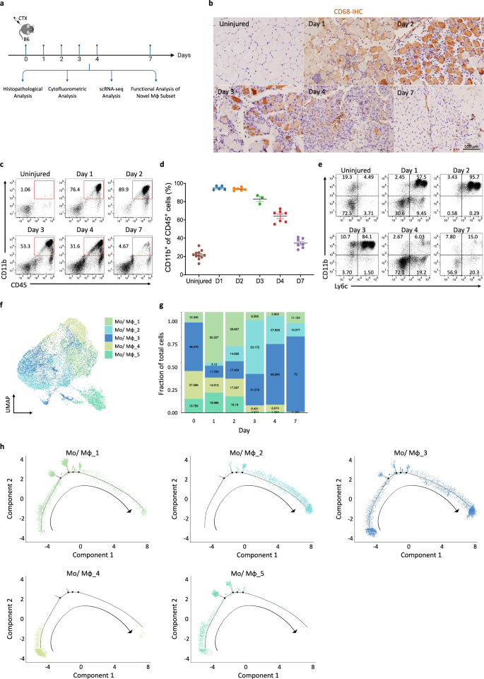 Fig. 1: Identification of five distinct macrophage subsets during skeletal muscle regeneration via scRNA-seq.