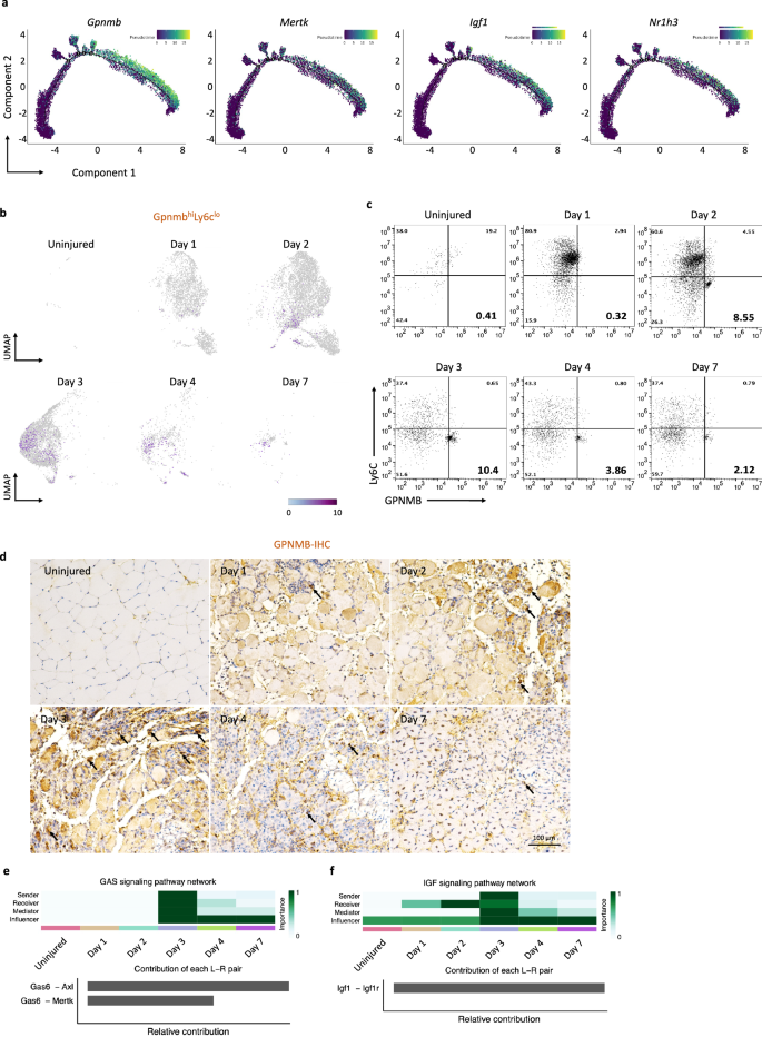 Fig. 2: Temporal single-cell sequencing unveils GPNMB+ macrophage signaling as a dominant subset of tissue regeneration.