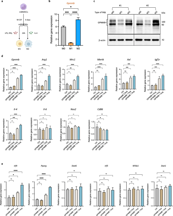 Fig. 3: GPNMB overexpression enhances M2 macrophage polarization by modulating key regulatory genes.