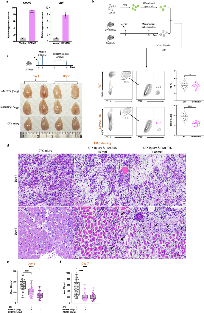 Fig. 5: Diminished macrophage efferocytosis and impaired muscle regeneration after GPNMB KO and MERTK inhibition.