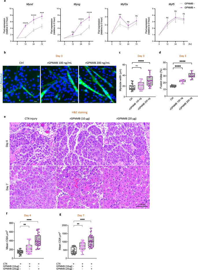 Fig. 6: GPNMB stimulation promotes muscle regeneration and myogenic differentiation of murine myoblasts.
