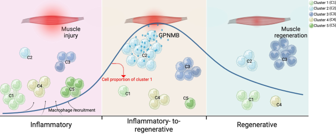 Fig. 7: GPNMB-expressing macrophage contributes to skeletal muscle regeneration.