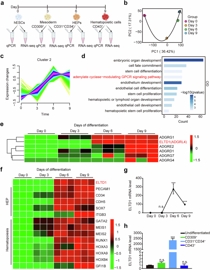 Fig. 1: ELTD1 is a potential regulator of HEPs during early hematopoietic differentiation of hESCs.