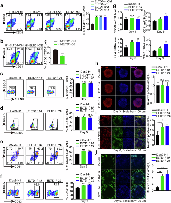 Fig. 2: ELTD1 suppression enhances hematopoietic differentiation of hESCs.