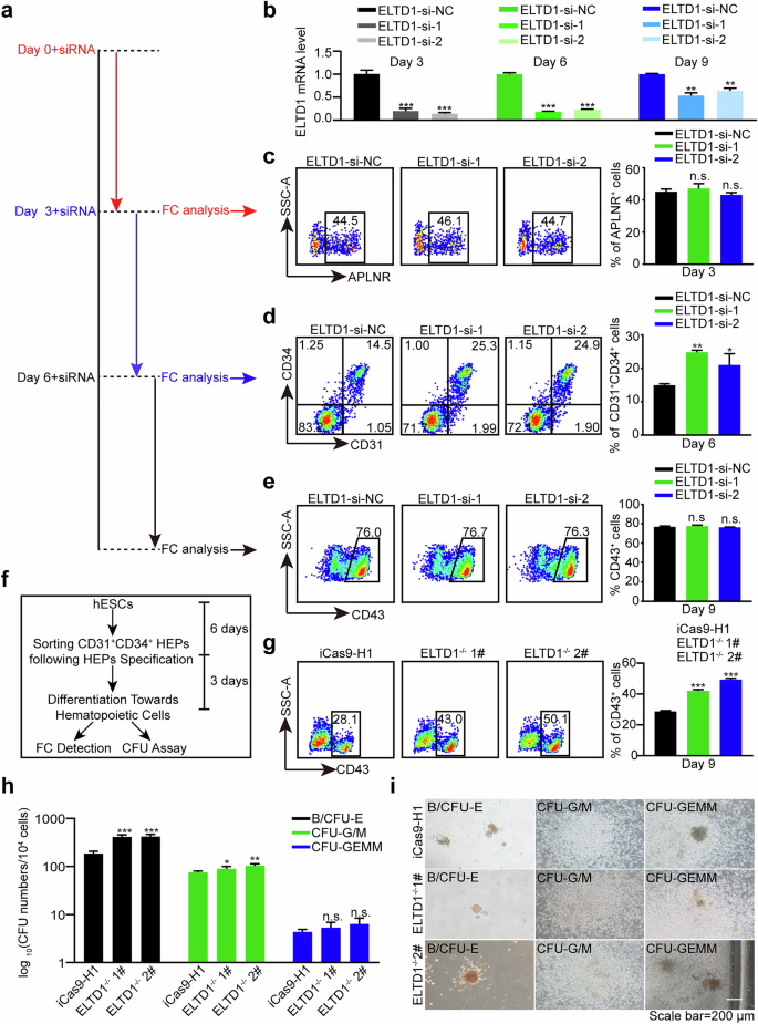 Fig. 3: Inhibition of ELTD1 promotes hematopoietic differentiation of hESCs, particularly HEP specification.