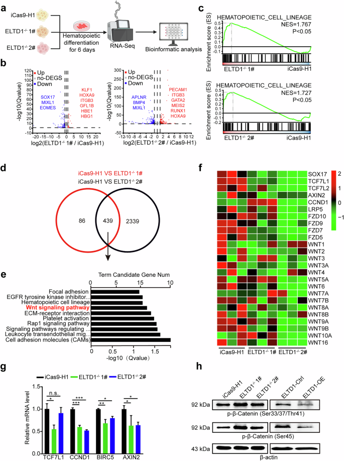 Fig. 4: ELTD1 deletion suppresses the Wnt signaling during HEP generation.