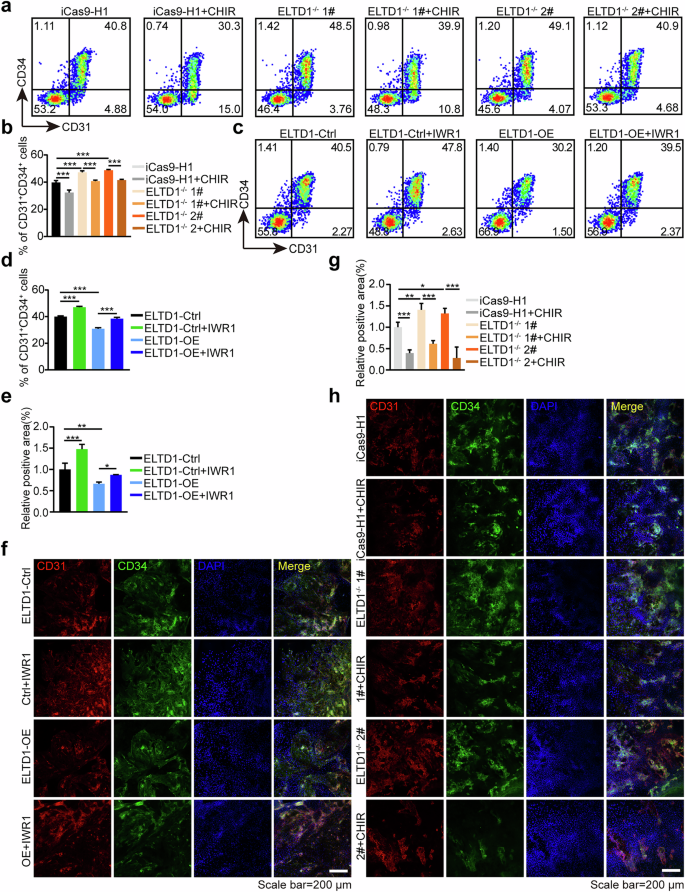 Fig. 5: ELTD1 participates in HEP specification from hESCs via Wnt signaling.