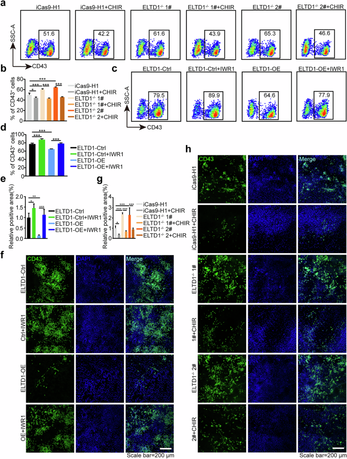 Fig. 6: ELTD1 negatively regulates HEP specification from hESCs through Wnt signaling and modulates subsequent hematopoietic cell generation.