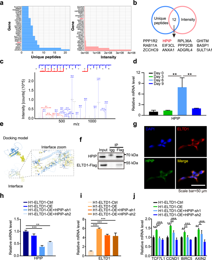 Fig. 7: ELTD1 regulate HEP generation via HPIP.