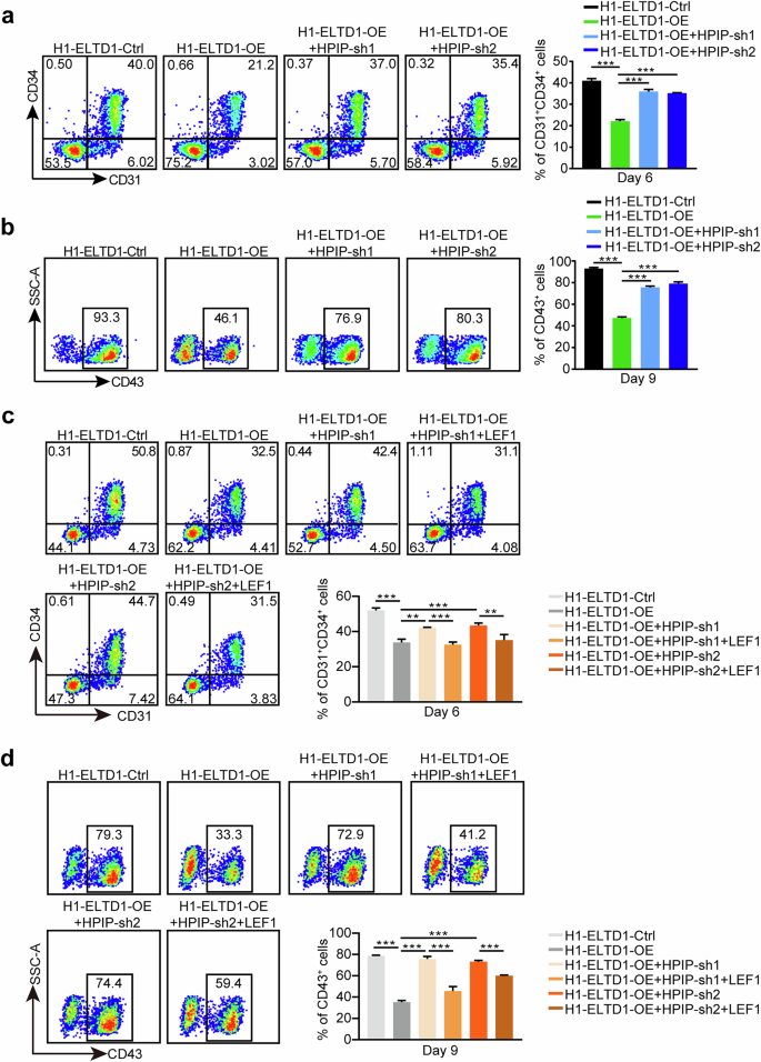 Fig. 8: ELTD1 regulates Wnt signaling via the HPIP–LEF1 axis to modulate HEP generation.