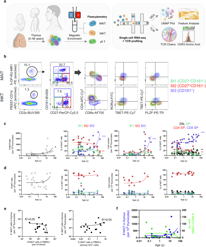 Fig. 1: Mature MAIT cells expand in the thymus with age.