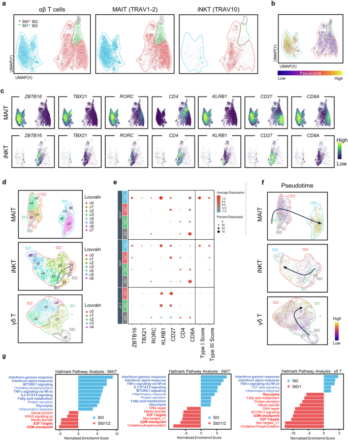 Fig. 3: MAIT cells are distinguished from iNKT cells for their detailed maturation processes.