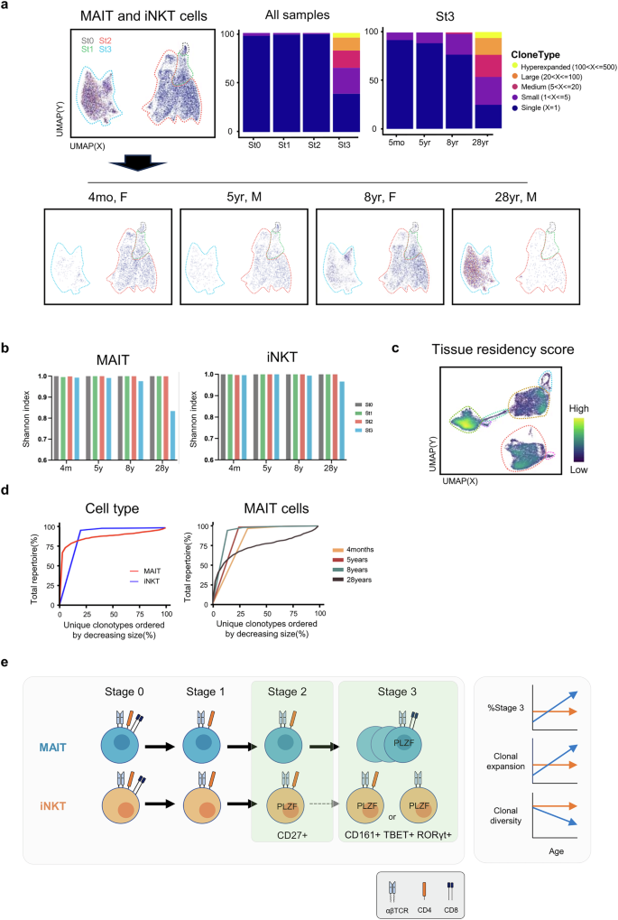 Fig. 6: MAIT cells clonally expand in the adult human thymus.