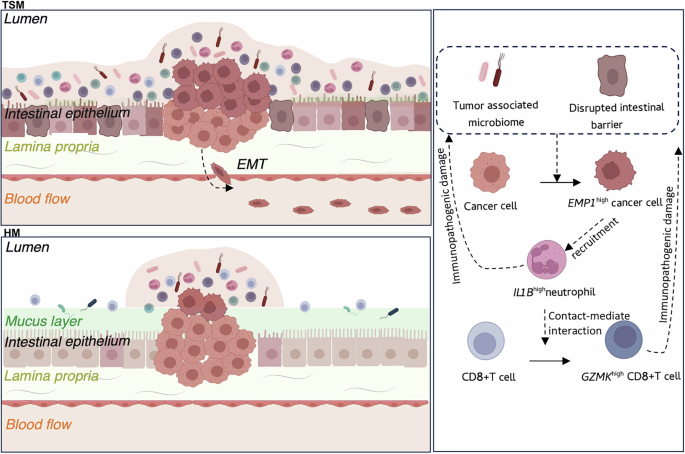 Fig. 7: Putative mechanism.