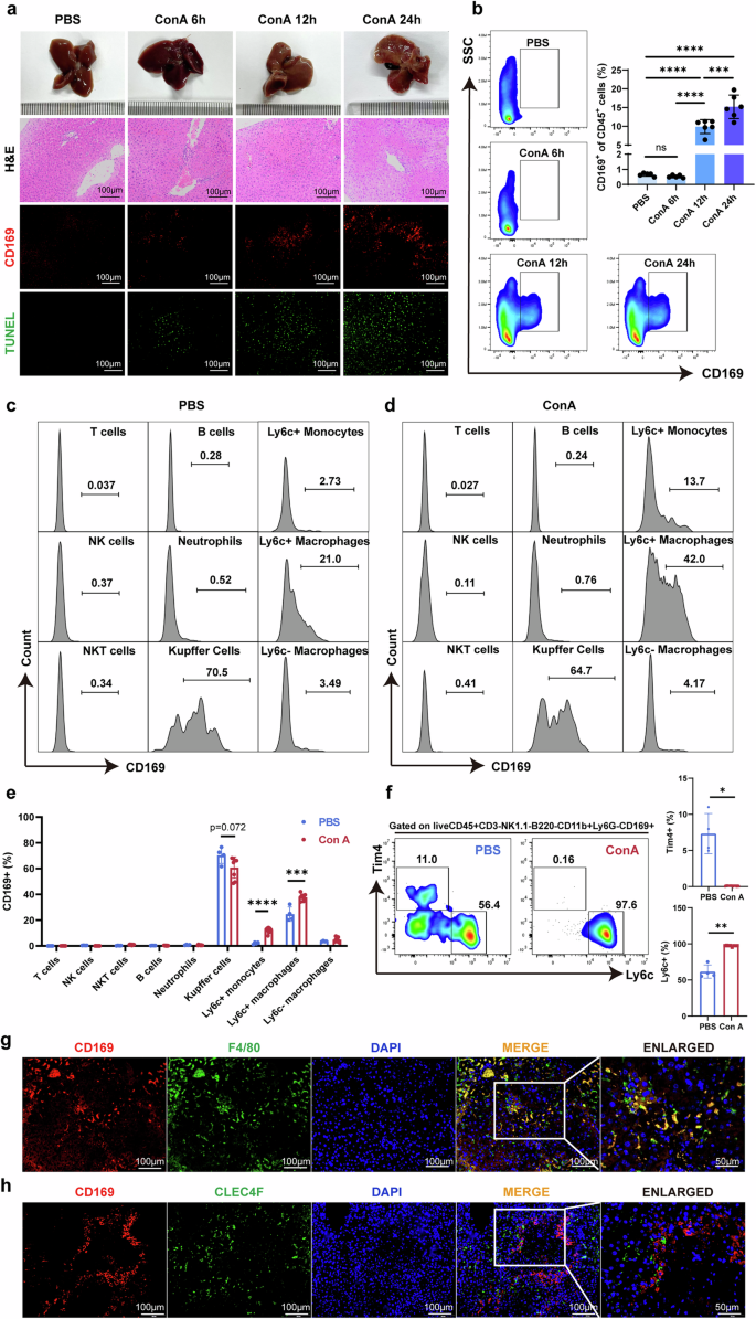 Fig. 2: CD11b+F4/80+Ly6C+CD169+ macrophages increased in the liver of mice administrated with ConA.