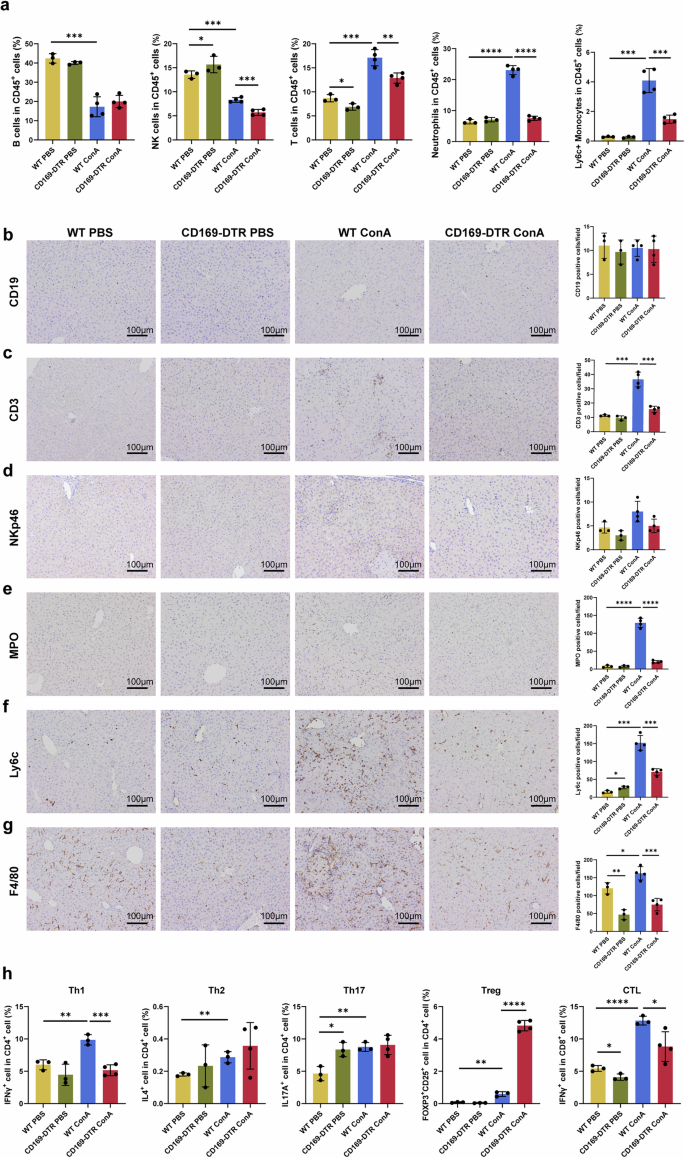 Fig. 4: The immune microenvironment was altered following CD169+ macrophage depletion.