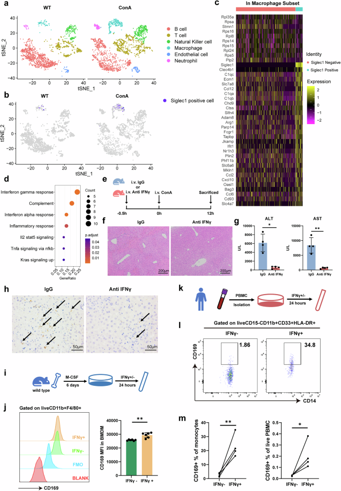 Fig. 5: Single-cell sequence analysis revealed that CD169+ macrophages are IFNγ responsive.
