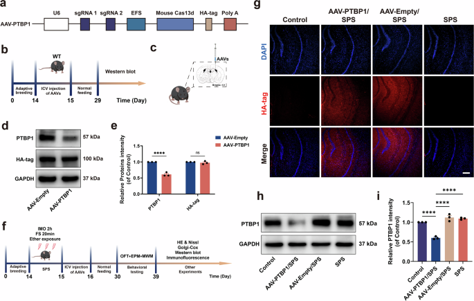 Fig. 1: Experimental protocol and validation of PTBP1 KD.