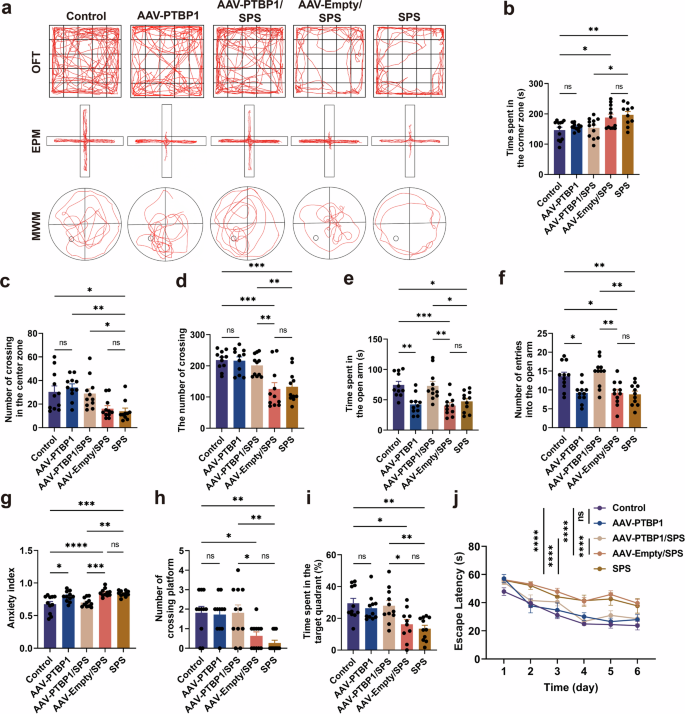Fig. 2: PTBP1 KD perturbs behavior in normal mice while improving behavioral deficits in PTSD mice.