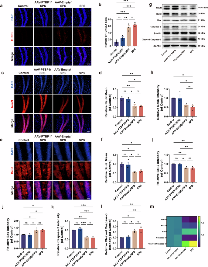 Fig. 4: PTBP1 KD rescues hippocampal neuron loss by inhibiting apoptosis.