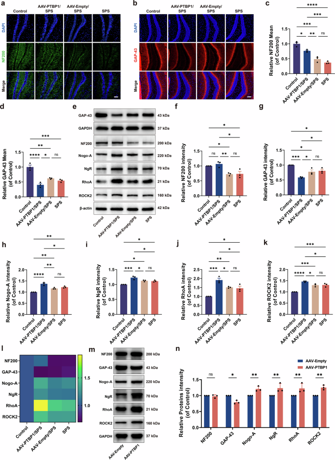 Fig. 6: Regulation of axonal regeneration by PTBP1 KD via the Nogo-A/NgR/RhoA/ROCK2 axis in normal and PTSD mice.