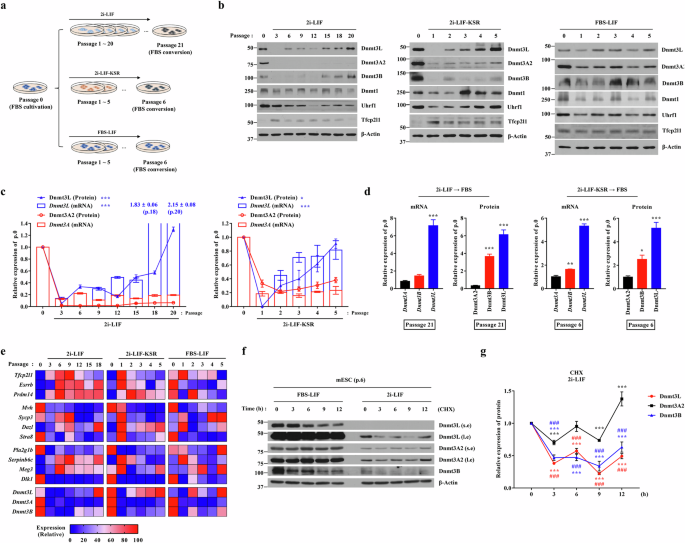 Fig. 1: Dynamic post-transcriptional regulation of Dnmt3L expression under prolonged 2i-based culture conditions.