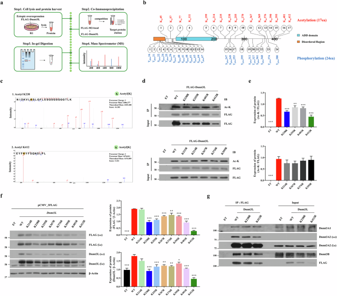 Fig. 2: Identification of critical acetylation sites that regulate Dnmt3L protein stability.