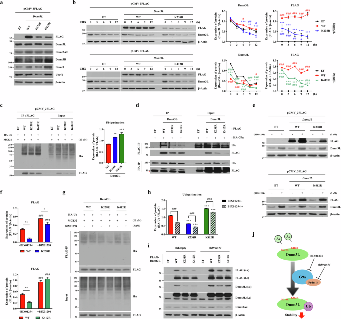 Fig. 4: G9a and Prdm14 cooperatively regulate Dnmt3L protein stability.