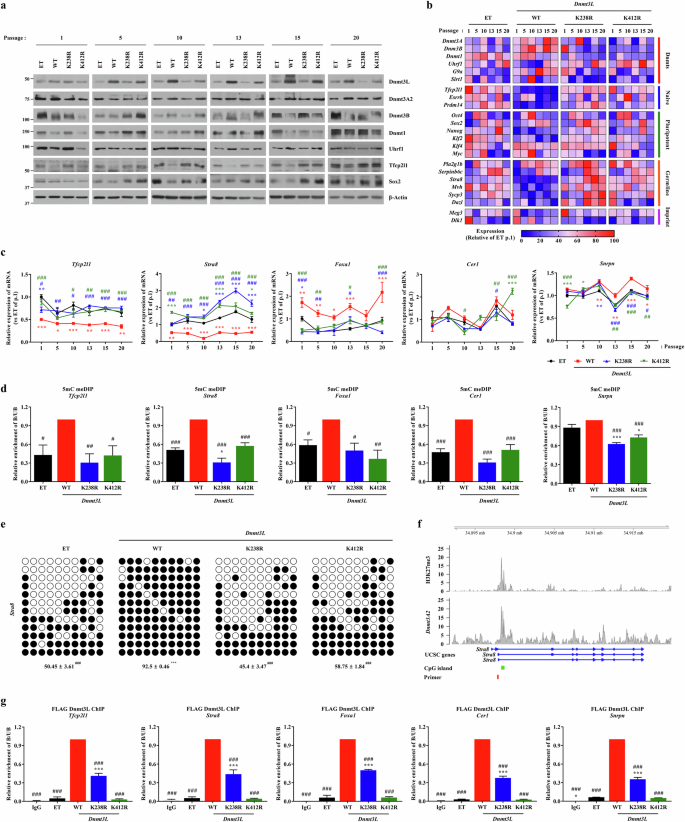 Fig. 5: Dnmt3L acetylation regulates naive pluripotency and germline gene expression via DNA methylation.