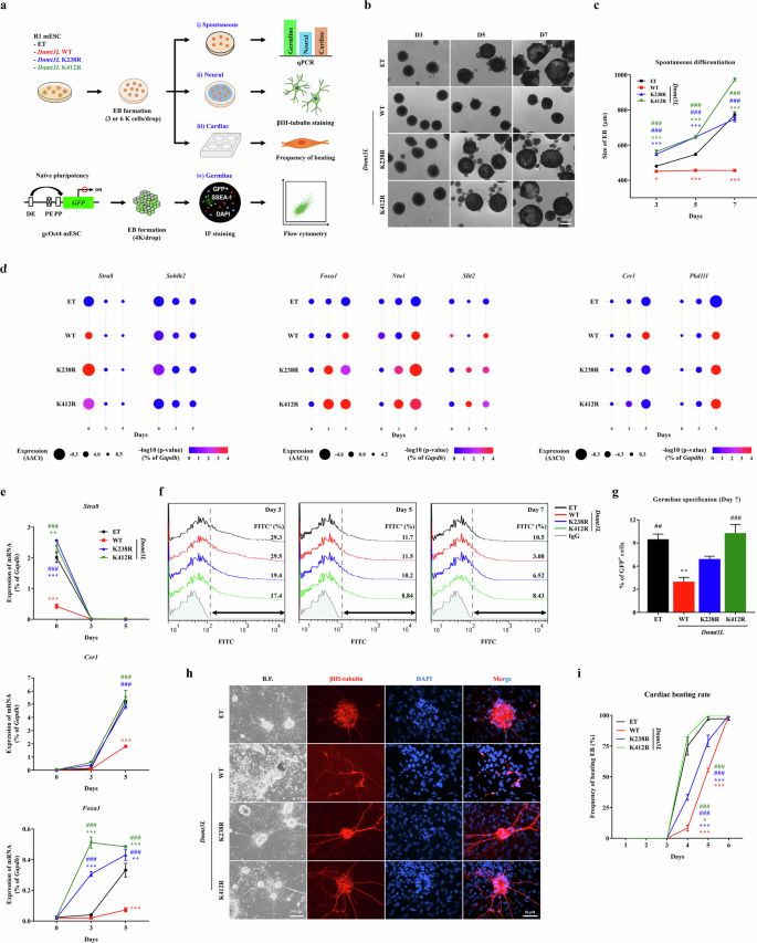 Fig. 6: Dnmt3L K238Ac and K412Ac regulate the in vitro differentiation capacity of mouse ES cells across multiple lineages.
