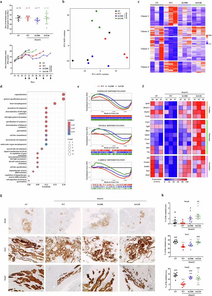 Fig. 7: In vivo relevance of Dnmt3L K238Ac and K412Ac in regulation of lineage-specific differentiation of mouse ES cells.