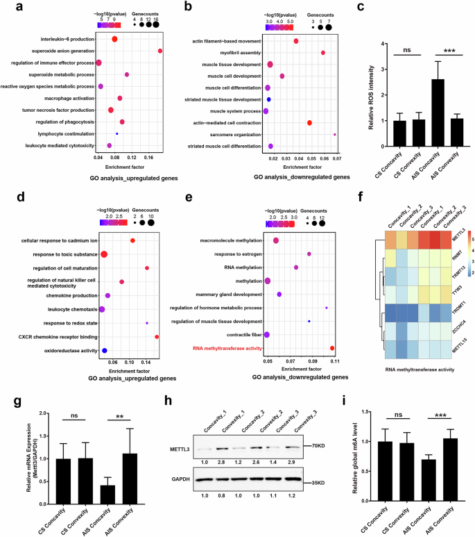 Fig. 1: Muscle stem/progenitor cells on the concave side of patients with AIS are exposed to high ROS levels and exhibit suppressed METTL3 expression.