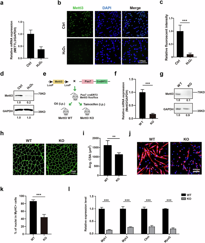 Fig. 2: High levels of ROS could impair the myogenesis of muscle stem/progenitor cells by suppressing the expression of METTL3.