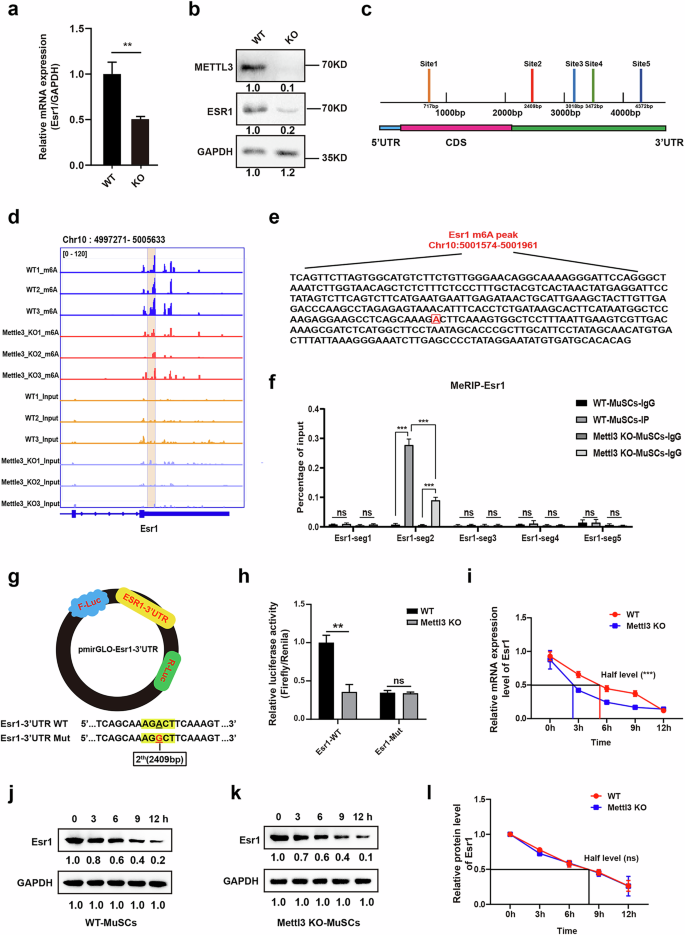 Fig. 3: Mettl3-mediated m6A modification regulates Esr1 mRNA stability.