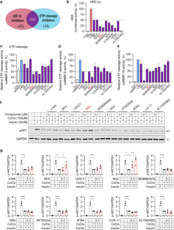 Fig. 1: Screening for small-molecule compounds that inhibit ETP production.