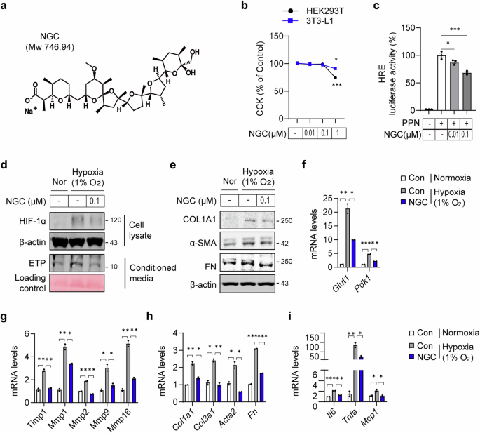 Fig. 2: NGC ameliorates HIF-1α expression, ETP production and fibrosis in hypoxic 3T3-L1 adipocytes.