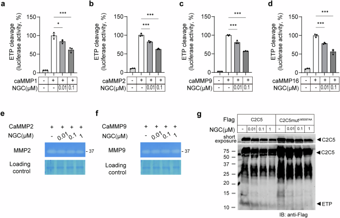 Fig. 3: NGC blocks COL6A3 cleavage without affecting MMP catalytic activity.