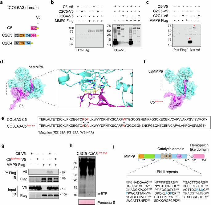 Fig. 4: MMPs recognize C5 domain of COL6A3 protein to proteolytically cleave ETP.