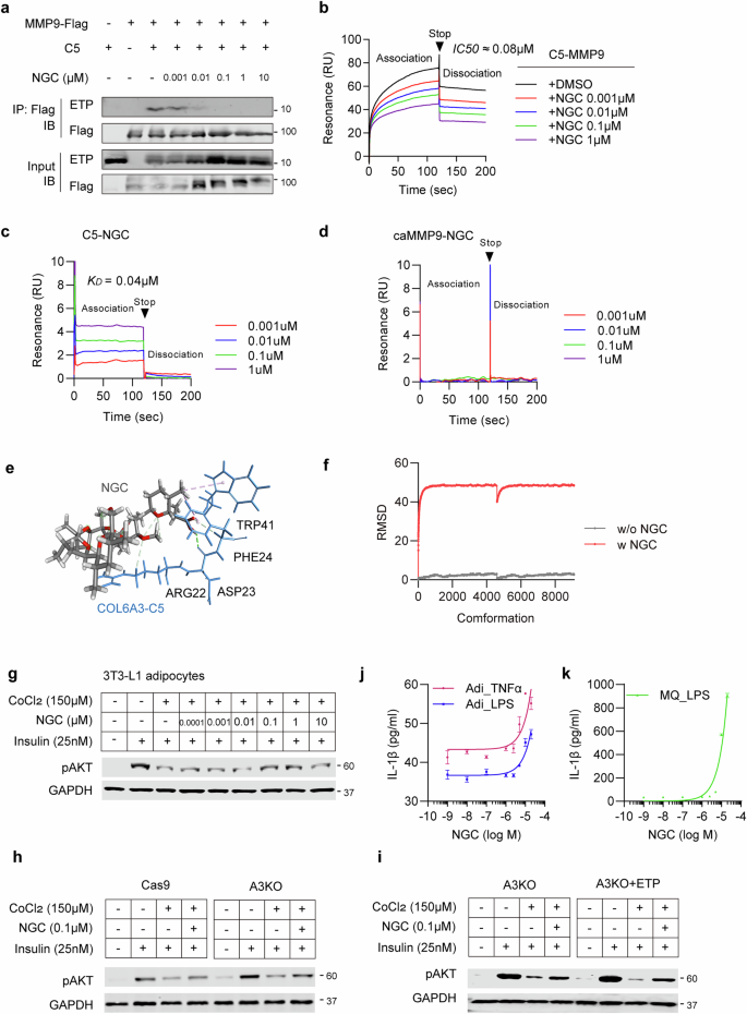 Fig. 5: NGC disrupts the interaction between C5 domain of COL6A3 and MMPs.