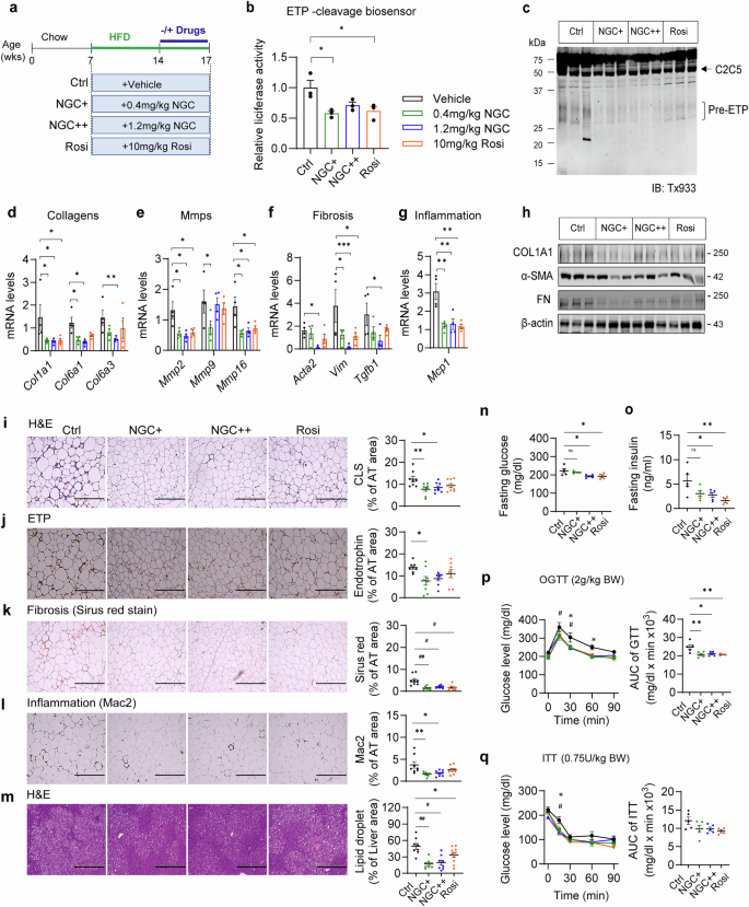 Fig. 6: NGC alleviates AT fibroinflammation and improves insulin sensitivity in HFD-fed obese mice.