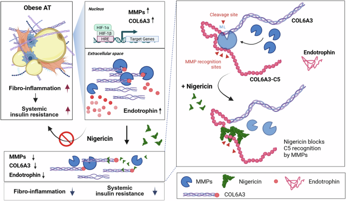 Fig. 7: Schematic representation of the proposed mechanism by which NGC regulates ETP generation and improves insulin sensitivity in obese AT.