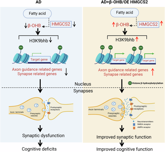 Fig. 10: HMGCS2-dependent β-OHB/H3K9bhb ameliorates synaptic plasticity and cognition in Alzheimer’s disease.