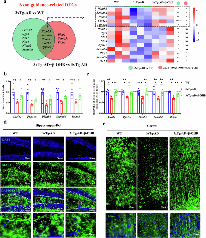 Fig. 3: H3K9bhb was significantly reduced in the promoter region of axon-guidance related genes in 3xTg-AD mice, which could be improved by supplementation of β-OHB.