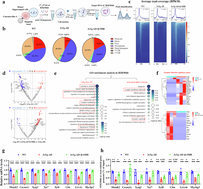 Fig. 4: β-OHB replenishment enhanced H3K9bhb enrichment in the promoter regions of axon and synapse-related genes.