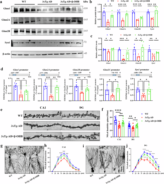 Fig. 5: The β-OHB supplementation-restored synaptic plasticity via the H3K9bhb-mediated expression.
