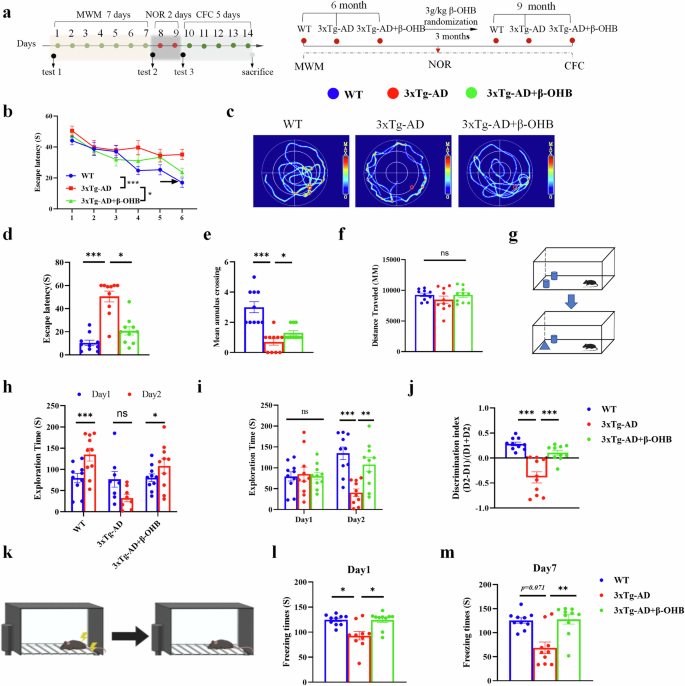 Fig. 6: The β-OHB supplementation improves learning and memory function in middle-aged 3xTg-AD.